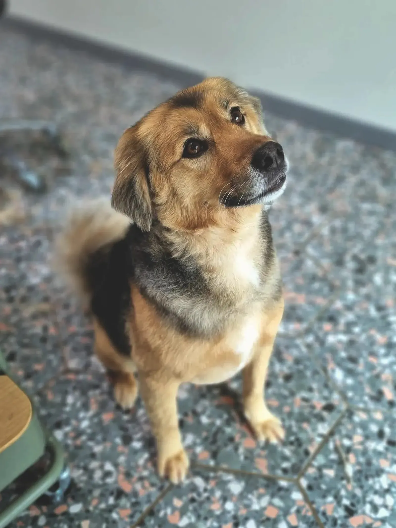Koda Trimsalon