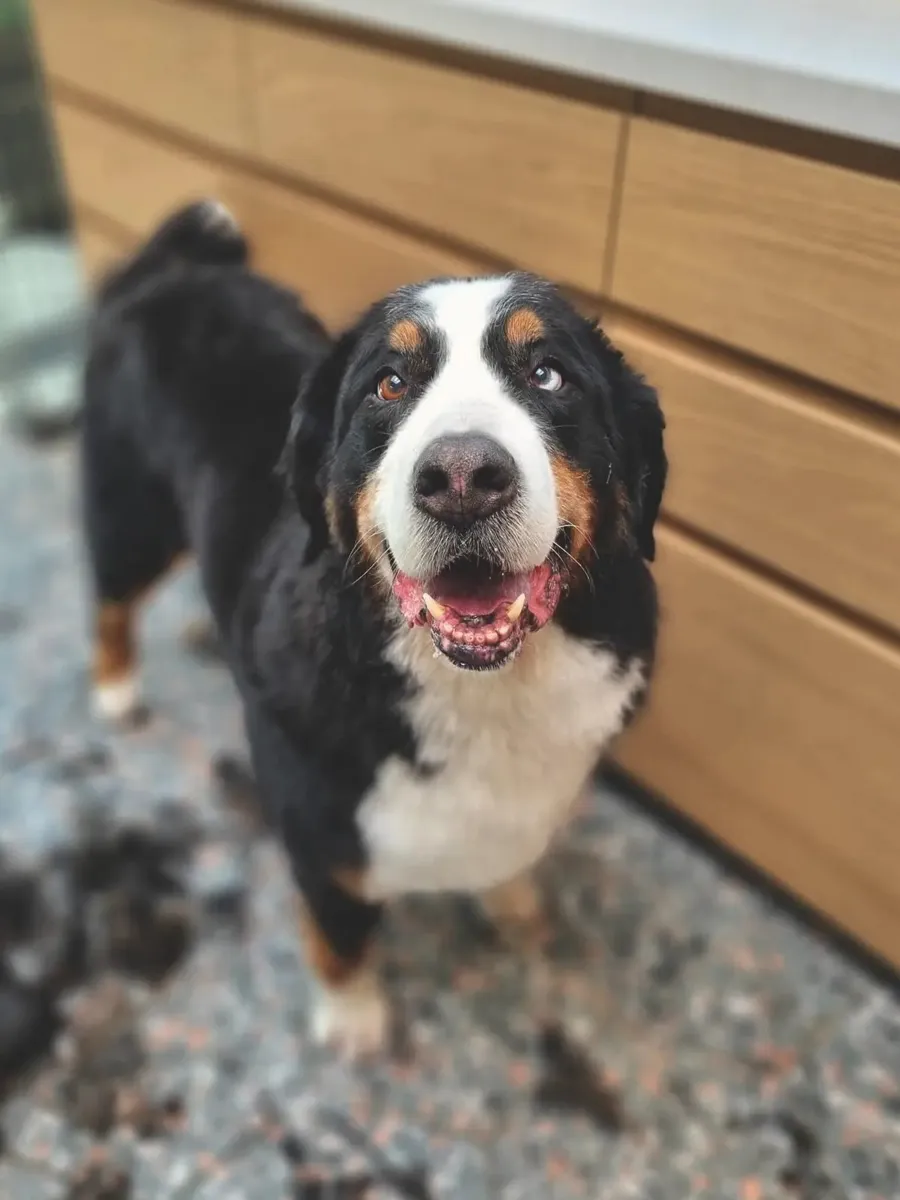Koda Trimsalon