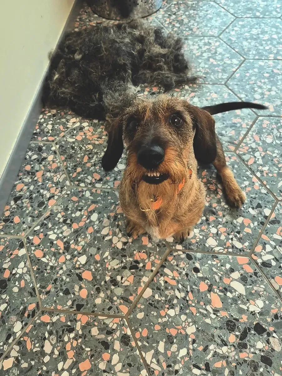 Koda Trimsalon